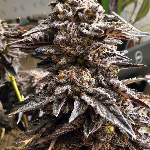 ICE growlog timeline photo