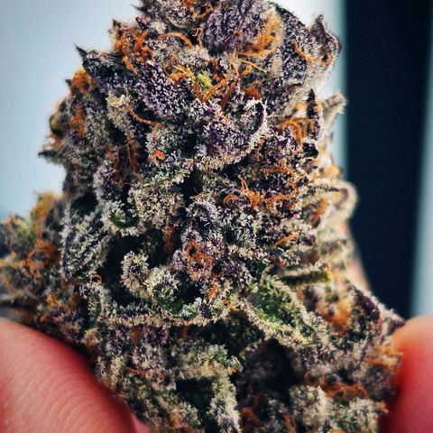 ICE growlog timeline photo