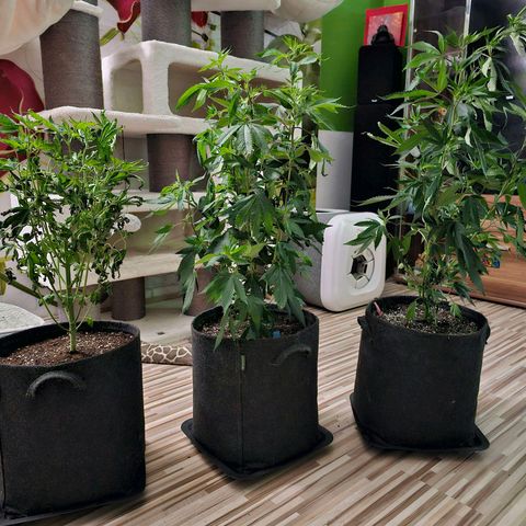 Seriotica #2 growlog photo: Frenchie hat hart gelitten, kriegt 2 Wochen Kur