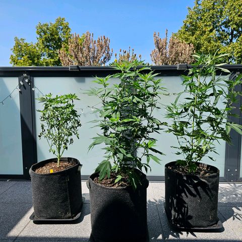 Seriotica #2 growlog photo: Muss eh noch das Zelt fit machen