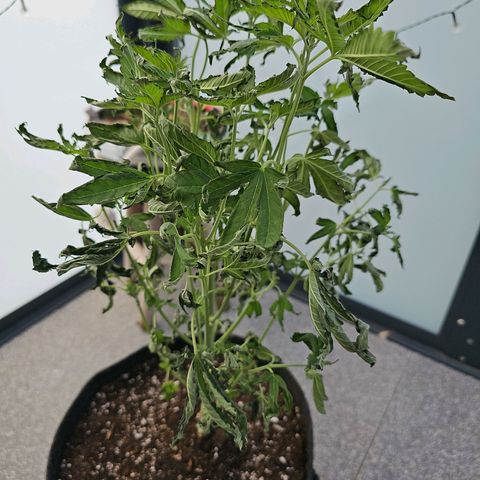 Seriotica #2 growlog photo: Muss eh noch das Zelt fit machen