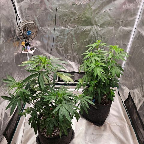 Seriotica #2 growlog photo: Eingewöhnung.. und warten auf Nr. 3