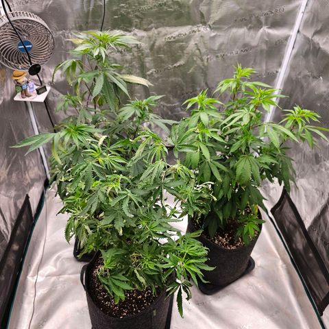 Seriotica #2 growlog photo: Staffel 9 ist endlich komplett
erholen, eingewöhnen, sich geliebt fühlen