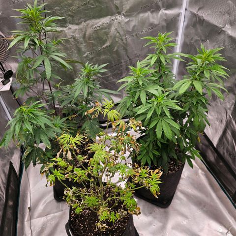 Seriotica #2 growlog timeline photo