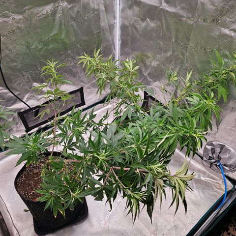 Seriotica #2 growlog photo: Frenchie verbannt..