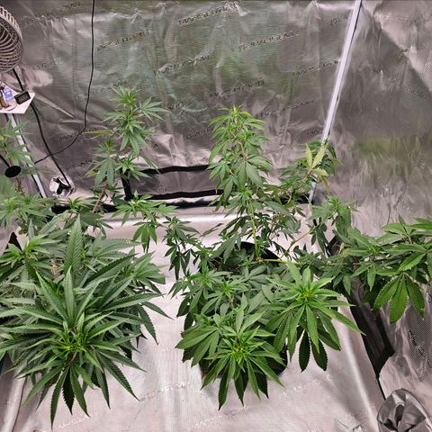 Seriotica #2 growlog photo: Bin gespannt, wie sie den Platz noch nutzen werden