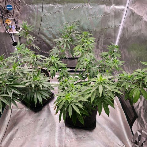 Seriotica #2 growlog timeline photo