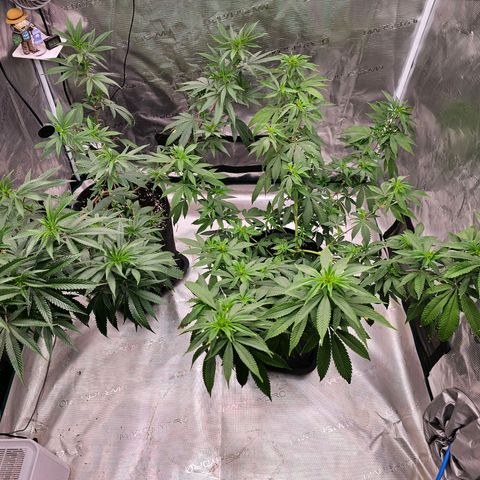 Seriotica #2 growlog timeline photo