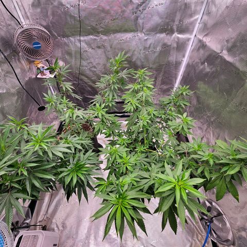 Seriotica #2 growlog timeline photo