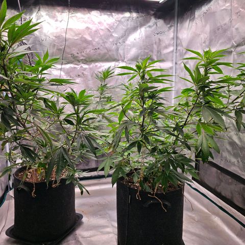 Seriotica #2 growlog timeline photo