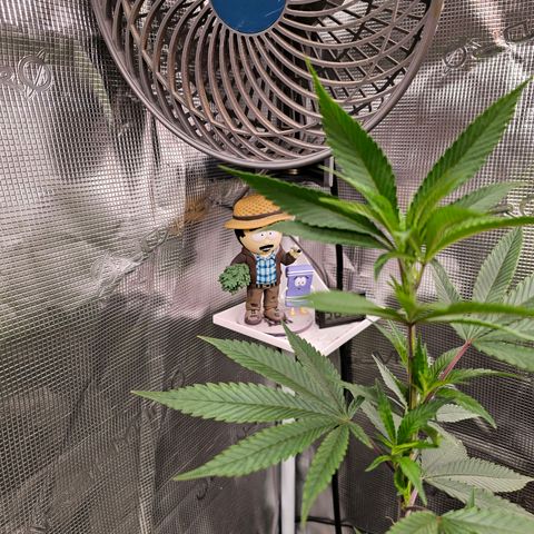 Seriotica #2 growlog timeline photo