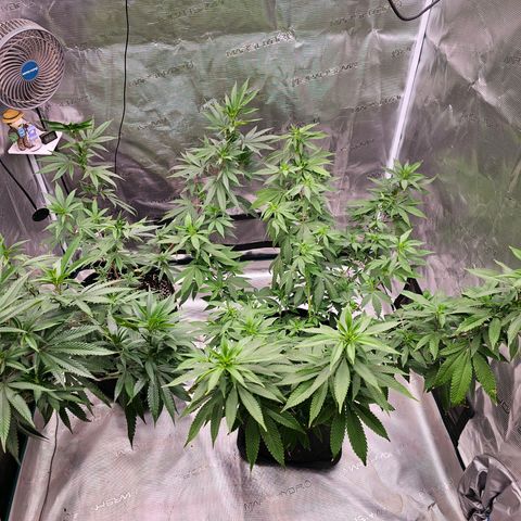 Seriotica #2 growlog timeline photo