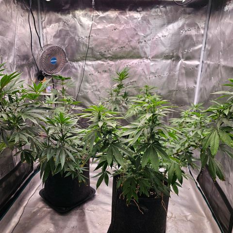 Seriotica #2 growlog timeline photo