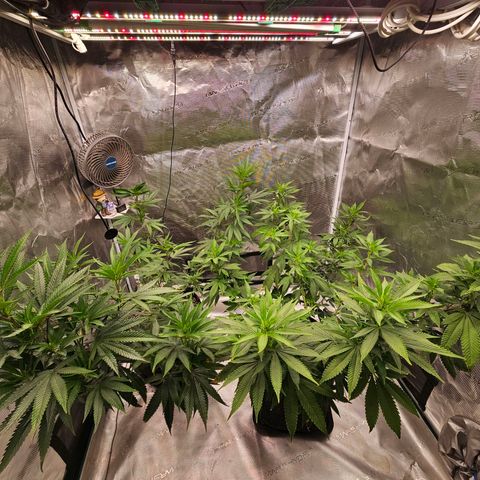 Seriotica #2 growlog timeline photo
