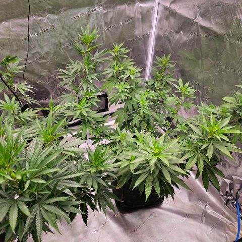 Seriotica #2 growlog timeline photo