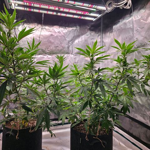 Seriotica #2 growlog timeline photo