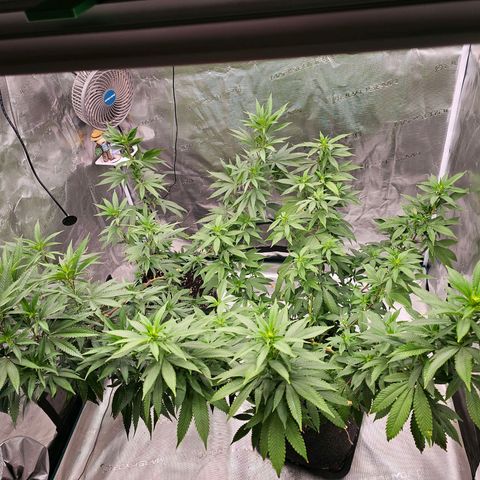 Seriotica #2 growlog timeline photo
