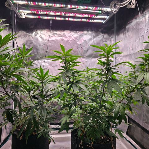 Seriotica #2 growlog photo: im stretch