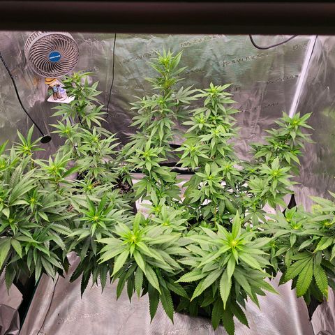 Seriotica #2 growlog timeline photo