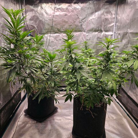 Seriotica #2 growlog timeline photo