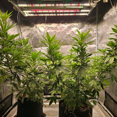 Seriotica #2 growlog timeline photo