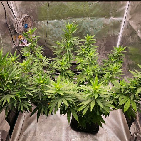 Seriotica #2 growlog timeline photo