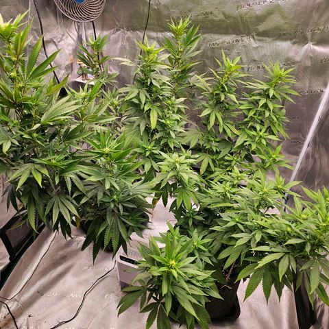 Seriotica #2 growlog timeline photo