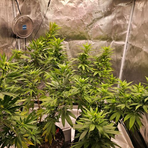 Seriotica #2 growlog timeline photo