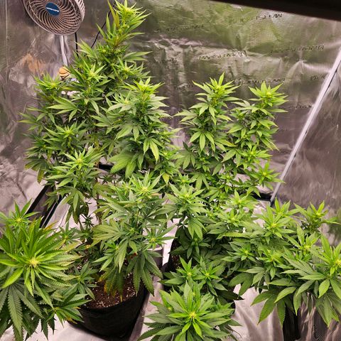 Seriotica #2 growlog timeline photo