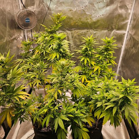 Seriotica #2 growlog timeline photo