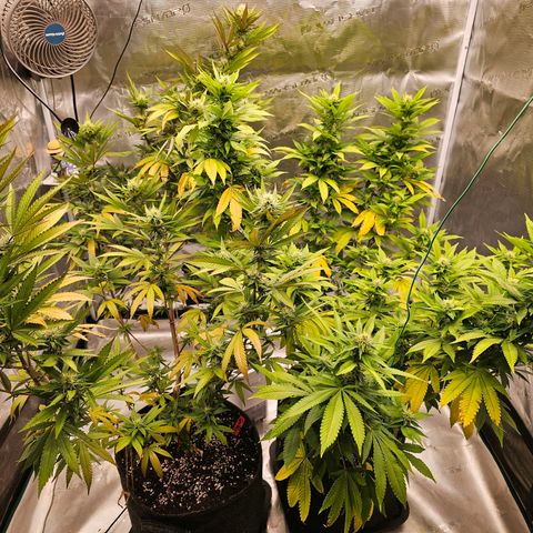 Seriotica #2 growlog timeline photo