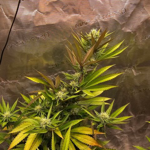Seriotica #2 growlog timeline photo