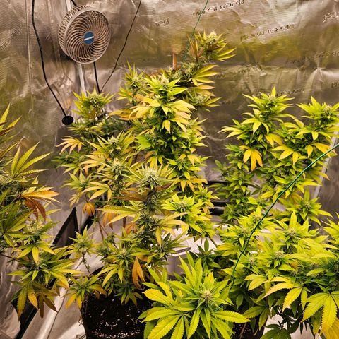 Seriotica #2 growlog timeline photo
