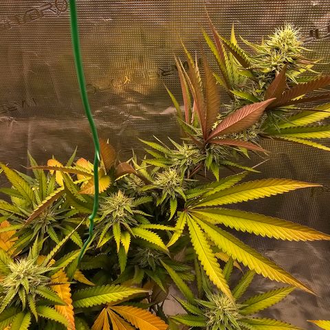 Seriotica #2 growlog timeline photo