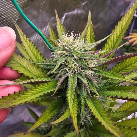 Seriotica #2 growlog timeline photo