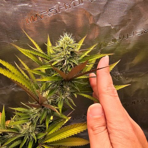 Seriotica #2 growlog timeline photo