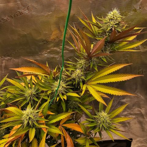 Seriotica #2 growlog timeline photo