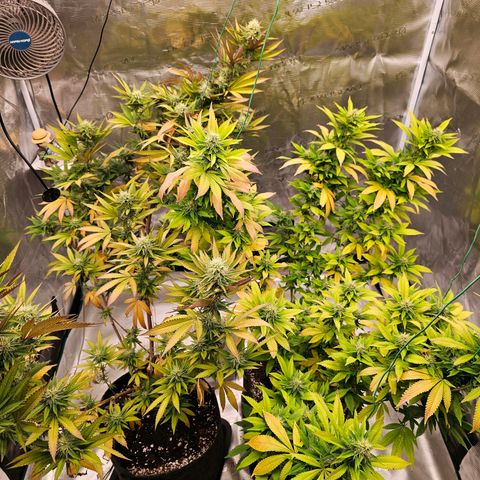 Seriotica #2 growlog timeline photo