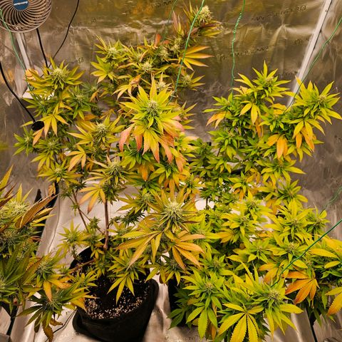 Seriotica #2 growlog timeline photo