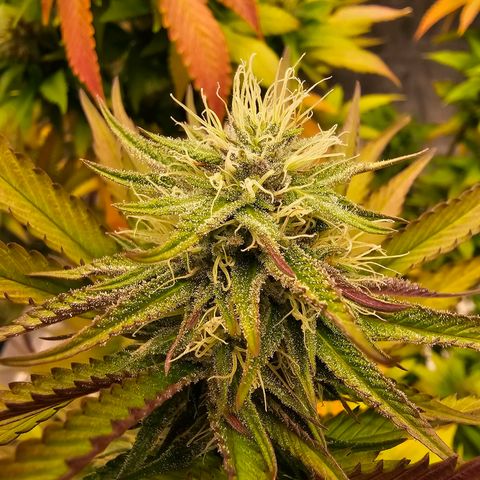 Seriotica #2 growlog timeline photo