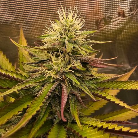 Seriotica #2 growlog timeline photo