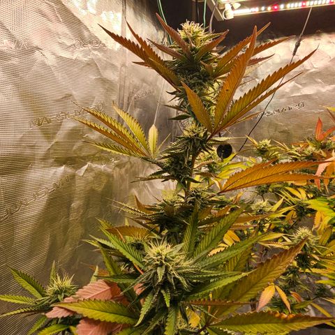 Seriotica #2 growlog timeline photo