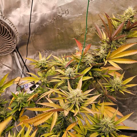 Seriotica #2 growlog timeline photo