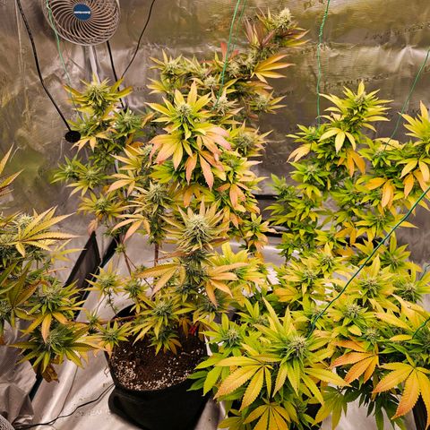 Seriotica #2 growlog timeline photo
