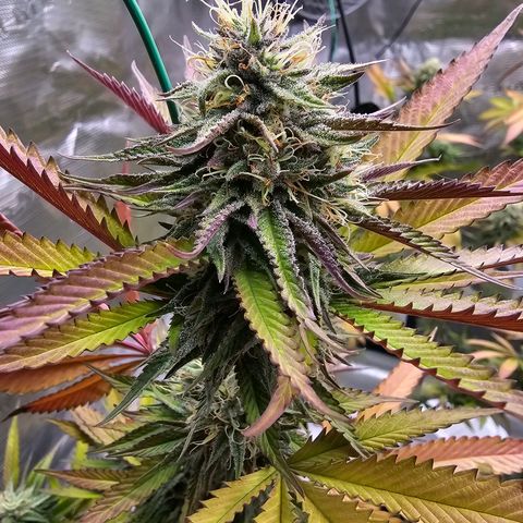 Seriotica #2 growlog timeline photo