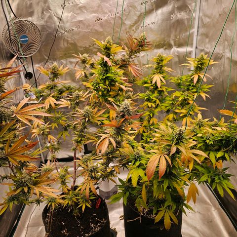 Seriotica #2 growlog timeline photo
