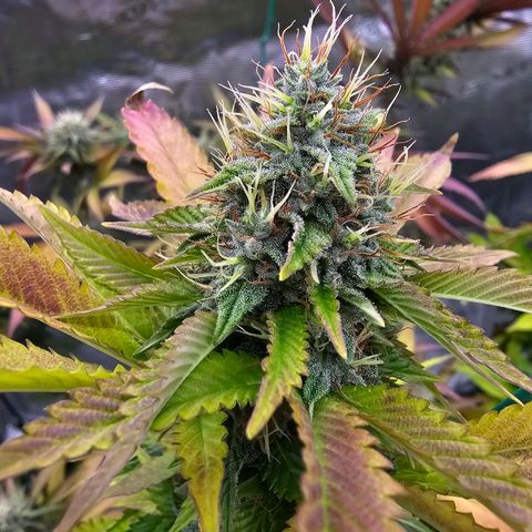 Seriotica #2 growlog timeline photo