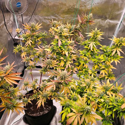 Seriotica #2 growlog timeline photo