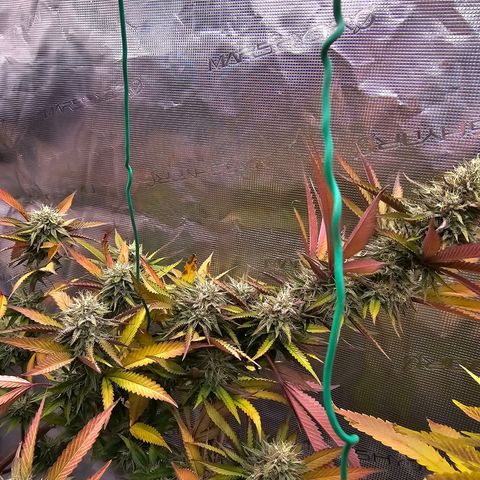 Seriotica #2 growlog timeline photo