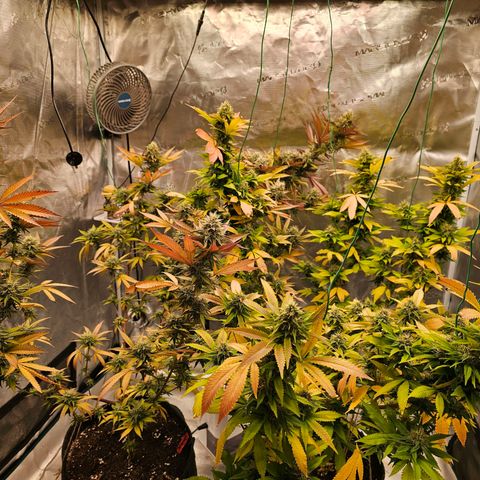Seriotica #2 growlog timeline photo